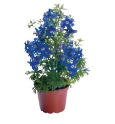 Delphinium Summer Cloud