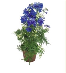 Delphinium Summer Nights