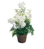 Delphinium Summer Stars
