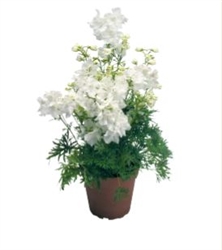 Delphinium Summer Stars