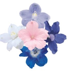 Delphinium Summer Colours Mix