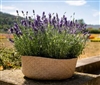 Lavender Chill-Out Blue