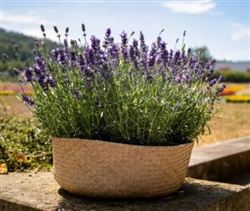 Lavender Chill-Out Blue