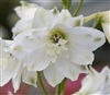 Delphinium Magic Fountains Pure White