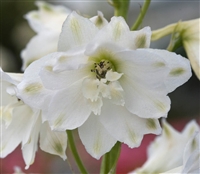 Delphinium Magic Fountains Pure White