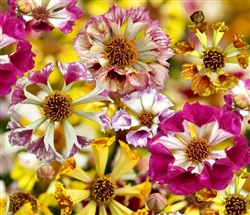 Coreopsis Sea Shells Mix