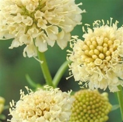 Scabiosa Atro Cream