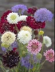 Scabiosa Atro Mix