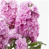 Stocks Sweetie Pink