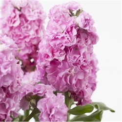 Stocks Sweetie Pink