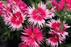 Dianthus Supra Cherry Picotee