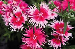 Dianthus Supra Cherry Picotee