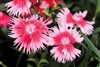 Dianthus Supra Scarlet Picotee