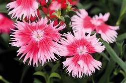 Dianthus Supra Scarlet Picotee
