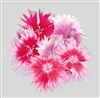 Dianthus Supra Picotee Mix