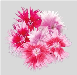 Dianthus Supra Picotee Mix