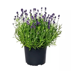 Lavender Scent Mini Blue