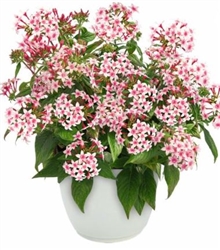 Pentas Graffiti Appleblossom Pellets
