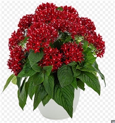Pentas Graffiti Dp Red Pellets