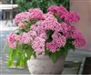 Pentas Graffiti Flirty Pink Pellets
