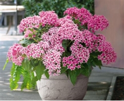 Pentas Graffiti Flirty Pink Pellets