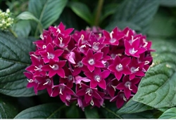 Pentas Graffiti Neon Plum Pellets