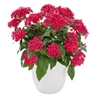 Pentas Graffiti Ruby Pellets