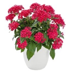 Pentas Graffiti Ruby Pellets