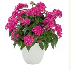 Pentas Graffiti True Pink Pellets