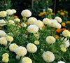 Marigold White Swan Detailed
