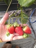 Strawberry Berrylicious