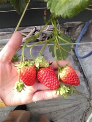Strawberry Berrylicious