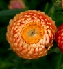 Helichrysum King Salmon Rose