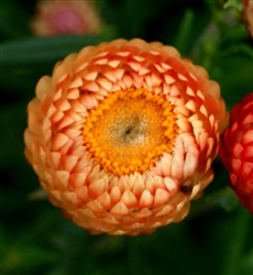 Helichrysum King Salmon Rose