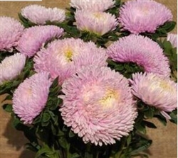 Aster Syringa Appleblossom