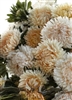 Aster Syringa Champagne