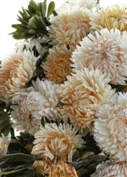 Aster Syringa Champagne