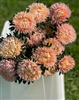 Aster Syringa Gold Salmon
