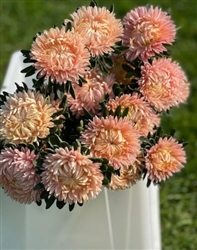 Aster Syringa Gold Salmon