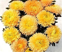 Aster Chrisantella Autumn Forest