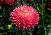 Aster Chrisantella Dragon Heart