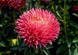 Aster Chrisantella Dragon Heart