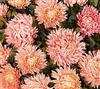 Aster Chrisantella Flamingo at Sunset