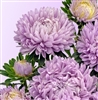 Aster Chrisantella Lilac Mist