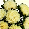 Aster Chrisantella Limoncello
