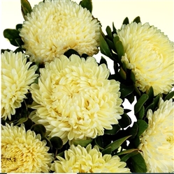 Aster Chrisantella Limoncello