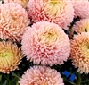 Aster Chrisantella Lotus Flower