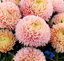 Aster Chrisantella Lotus Flower