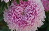 Aster Chrisantella Love me Tender