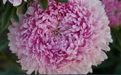 Aster Chrisantella Love me Tender